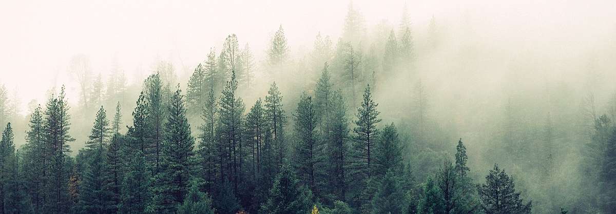 Ein dichter Wald mit aufziehenden Nebelschwaden - Tracking auf Webseiten - Blog